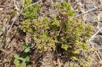 Polycarpon tetraphyllum