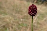 Sanguisorba officinalis