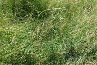 Sanguisorba officinalis