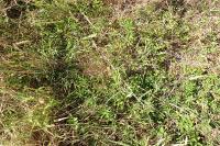 Sanguisorba officinalis