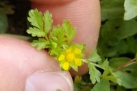 Potentilla supina