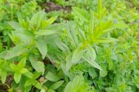 Gratiola officinalis