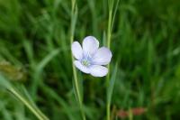 Linum usitatissimum subsp. angustifolium