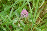 Trifolium pratense var. pratense