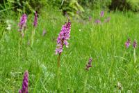 Orchis mascula