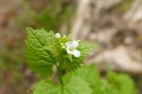 Alliaria petiolata
