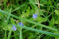 Veronica chamaedrys subsp. chamaedrys