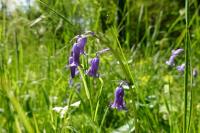 Hyacinthoides non-scripta