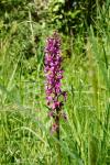 Orchis mascula