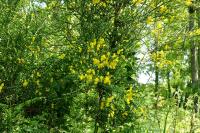 Cytisus scoparius