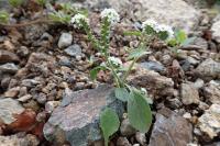 Heliotropium europaeum