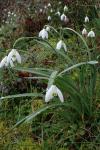 Galanthus nivalis