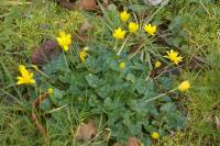 Ficaria verna