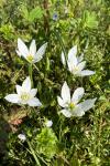 Ornithogalum umbellatum