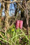 Fritillaria meleagris