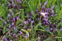 Lathraea clandestina