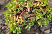 Montia fontana subsp. minor