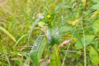 Bidens cernua