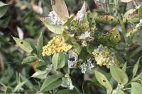 Ruscus aculeatus