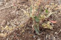 Scleranthus annuus