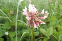 Trifolium hybridum