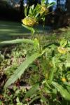 Bidens cernua