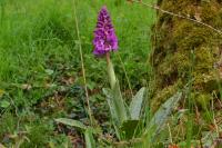 Orchis mascula
