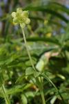 Adoxa moschatellina