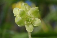 Adoxa moschatellina