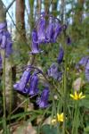 Hyacinthoides non-scripta