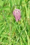 Fritillaria meleagris