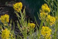 Barbarea vulgaris