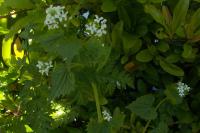 Alliaria petiolata