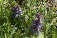 Ajuga reptans