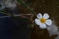 Ranunculus peltatus