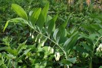 Polygonatum multiflorum