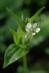Moehringia trinervia