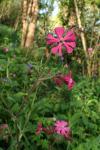Silene dioica