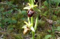 Ophrys aranifera