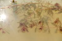 Myriophyllum