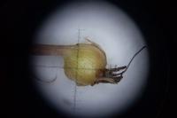 Alopecurus bulbosus