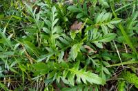 Serratula tinctoria