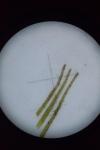 Callitriche brutia