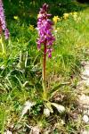 Orchis mascula