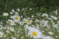Leucanthemum vulgare