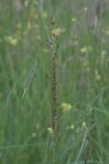 Arrhenatherum elatius