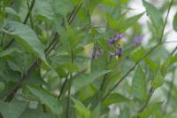 Solanum dulcamara