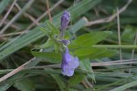 Scutellaria hastifolia