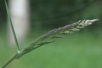Phalaris arundinacea