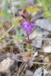 Ziziphora acinos